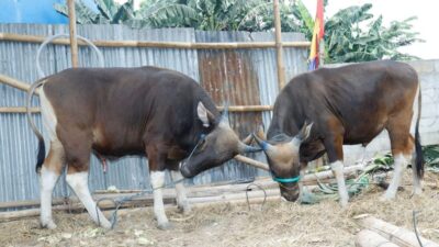 Wakili Insan Pers, Ketua PWI Tubaba Terima Dua Sapi Kurban Untuk Wartawan