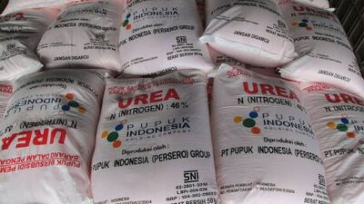 Petani Ambarawa Menjerit, Harga Pupuk Bersubsidi di Kelompok Tani Melambung Tinggi