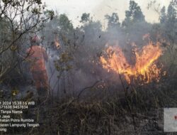 Kebakaran Mencekam di Way Kambas: 350 Hektar Terbakar, Satwa Terancam!