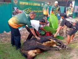 DENPOM II/3 Lampung adakan Kegiatan Pemotongan Hewan Qurban