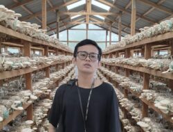 Budidaya Jamur Tiram, Bisnis Alternatif Datangkan Jutaan Rupiah